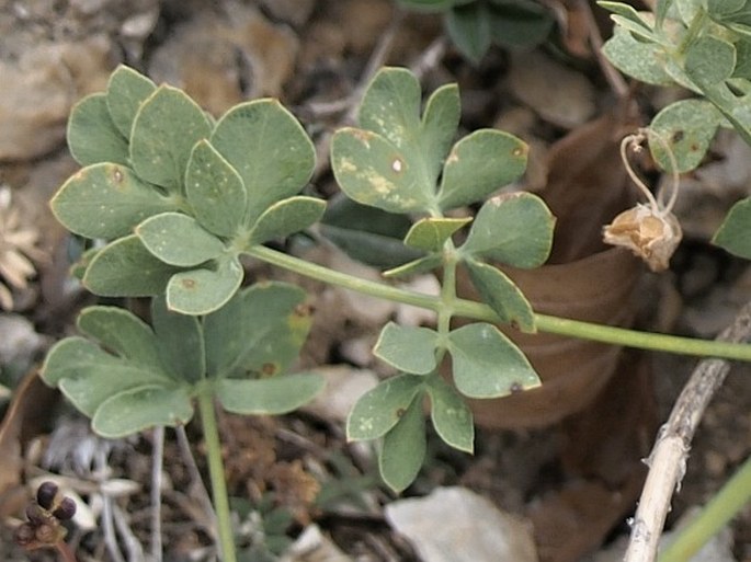 Laserpitium siler subsp. siculum