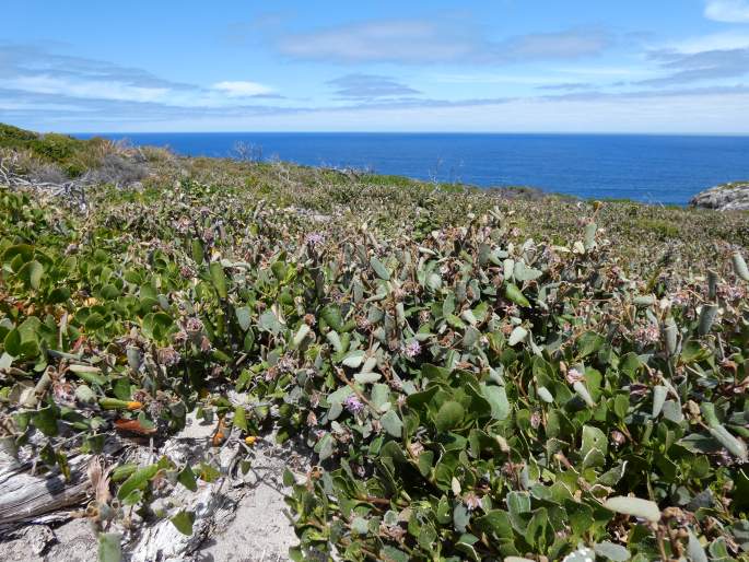 Lasiopetalum discolor