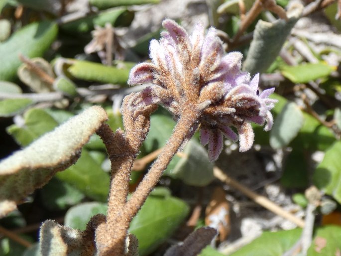 Lasiopetalum discolor