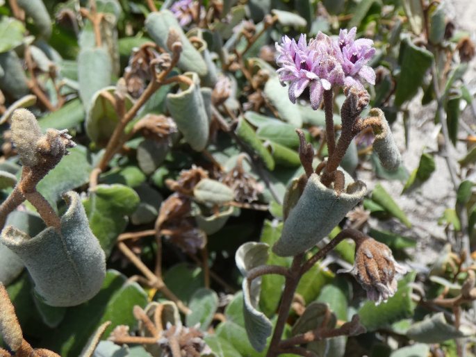 Lasiopetalum discolor