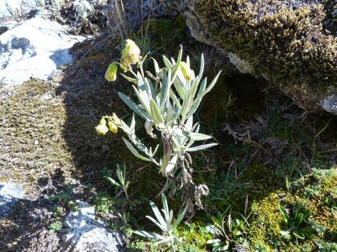 Lasiocephalus longipenicillatus