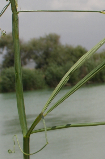 Lathyrus annuus