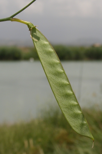 Lathyrus annuus