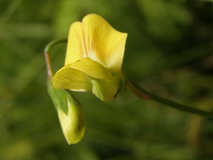 Lathyrus annuus