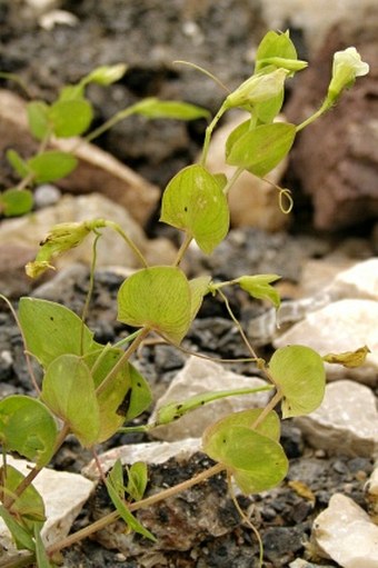 Lathyrus aphaca var. pseudoaphaca