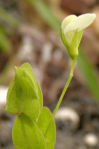 Lathyrus aphaca var. pseudoaphaca