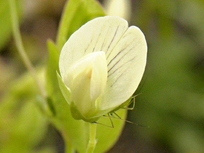 Lathyrus aphaca var. pseudoaphaca