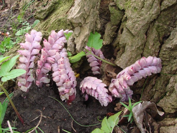 LATHRAEA SQUAMARIA L. – podbílek šupinatý / zubovník šupinatý