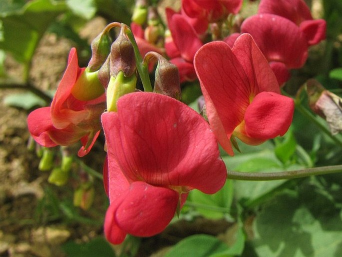 Lathyrus rotundifolius