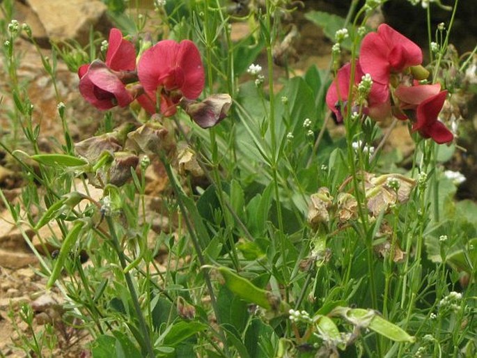 Lathyrus rotundifolius