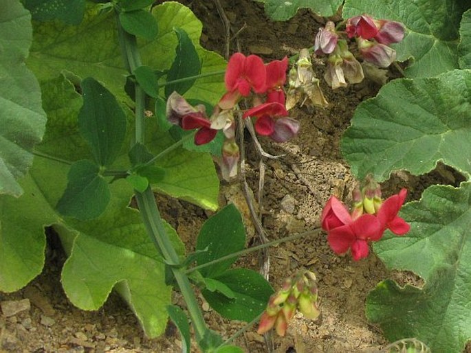 Lathyrus rotundifolius