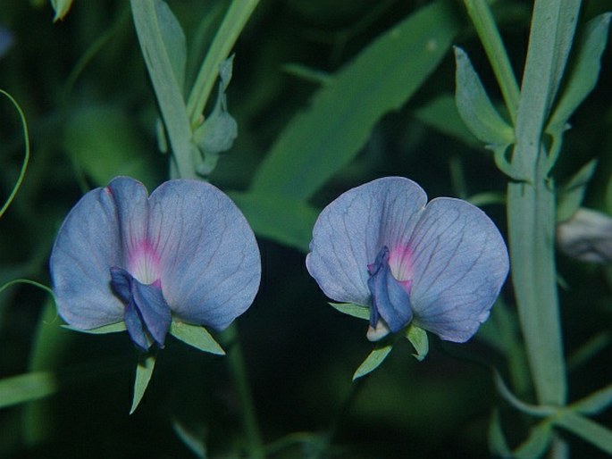 LATHYRUS SATIVUS L. - hrachor setý / hrachor siaty