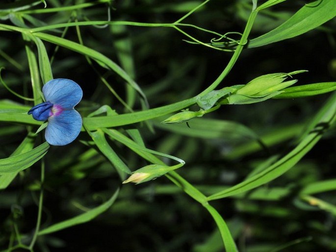 Lathyrus sativus