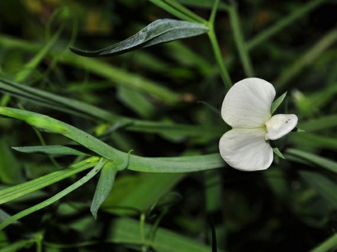 Lathyrus sativus