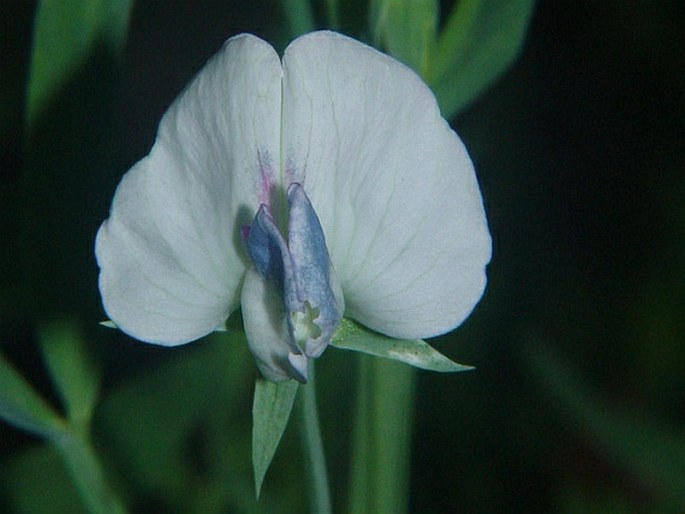 Lathyrus sativus