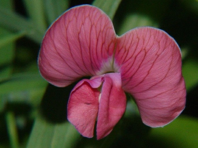 Lathyrus sativus