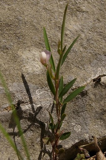 Lathyrus stenophyllus