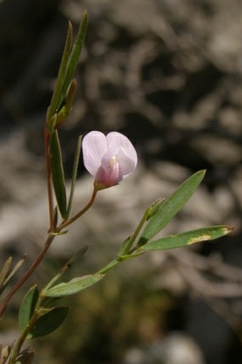 Lathyrus stenophyllus