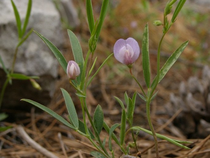 Lathyrus stenophyllus