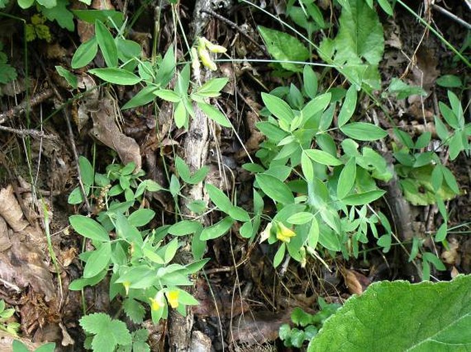 Lathyrus hallersteinii