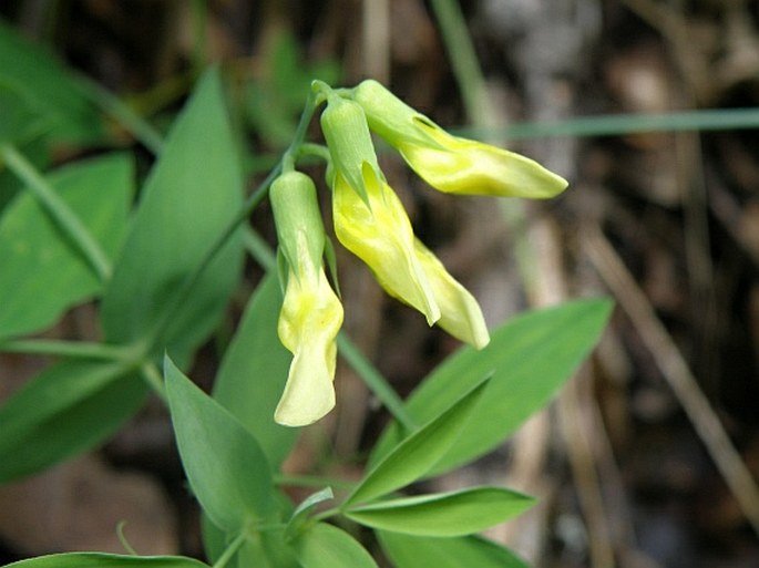 Lathyrus hallersteinii