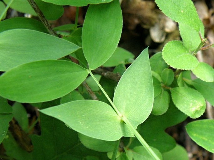 Lathyrus hallersteinii