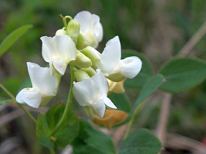 Lathyrus ochroleucus