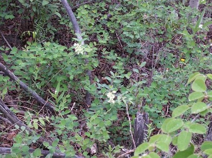 Lathyrus ochroleucus