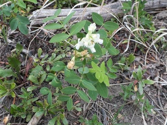 Lathyrus ochroleucus