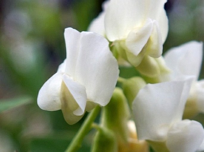 Lathyrus ochroleucus