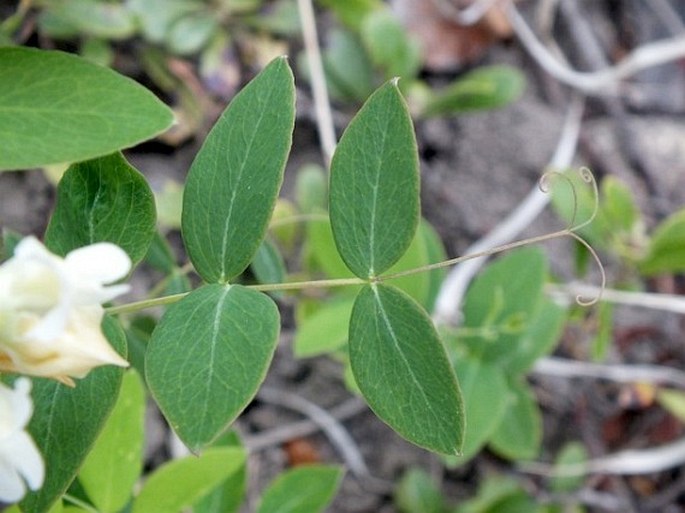 Lathyrus ochroleucus