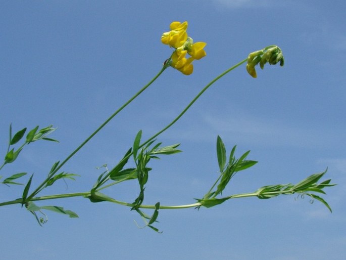 Lathyrus pratensis