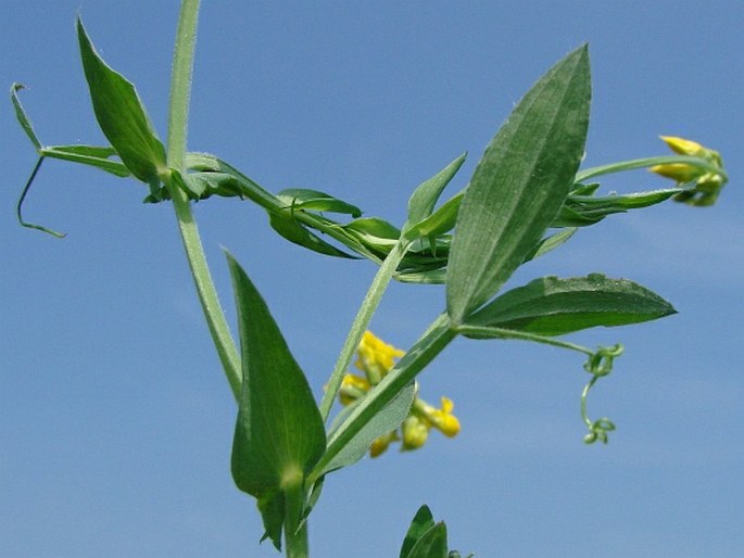 Lathyrus pratensis