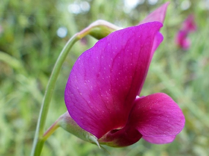 Lathyrus tingitanus