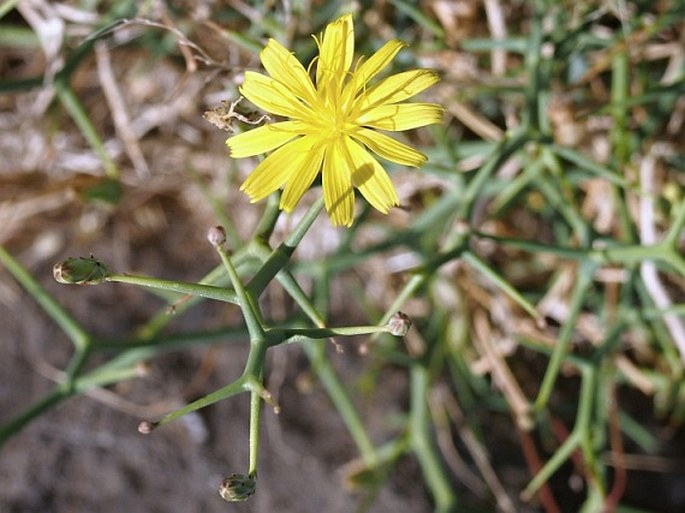 Launaea bornmuelleri