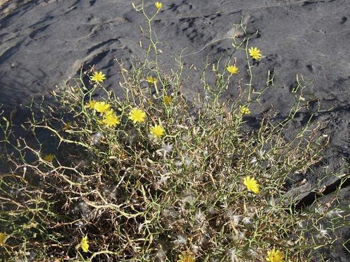 Launaea bornmuelleri