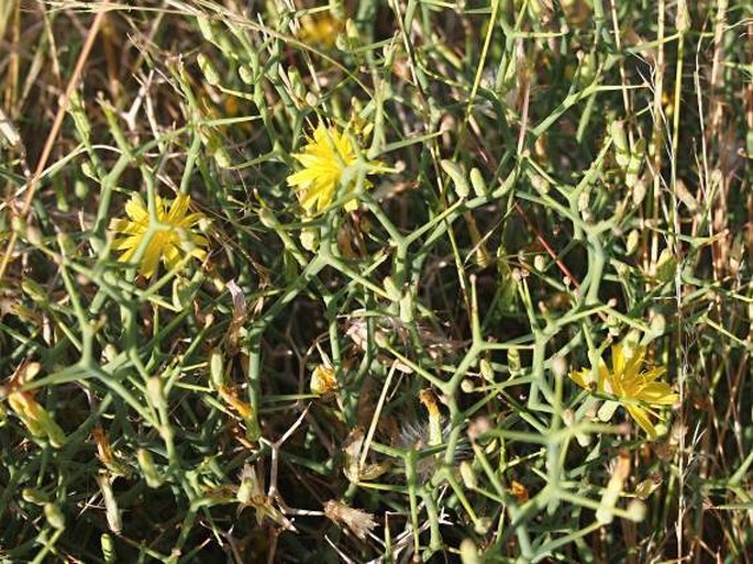 Launaea bornmuelleri