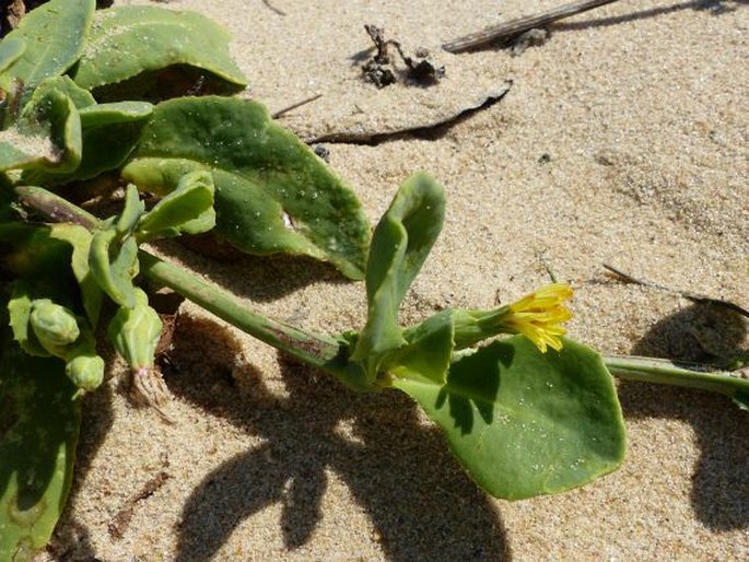 Launaea sarmentosa