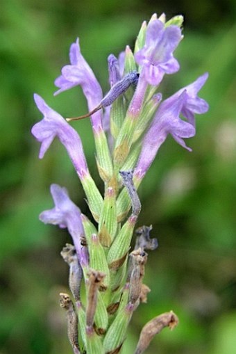 Lavandula coronopifolia