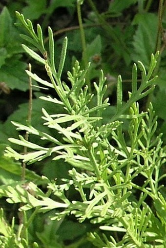 Lavandula coronopifolia