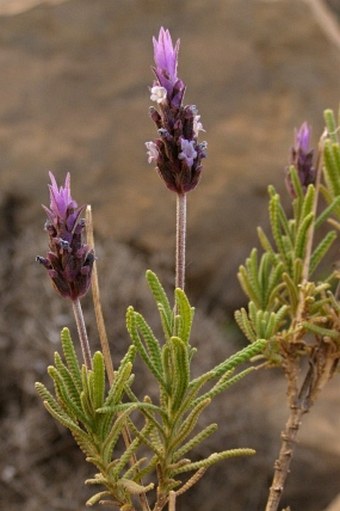 Lavandula dentata