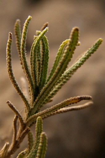 Lavandula dentata