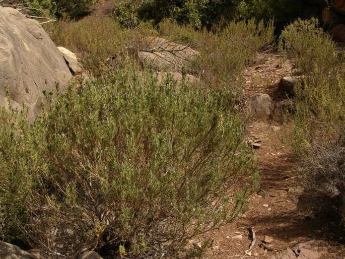 Lavandula dentata