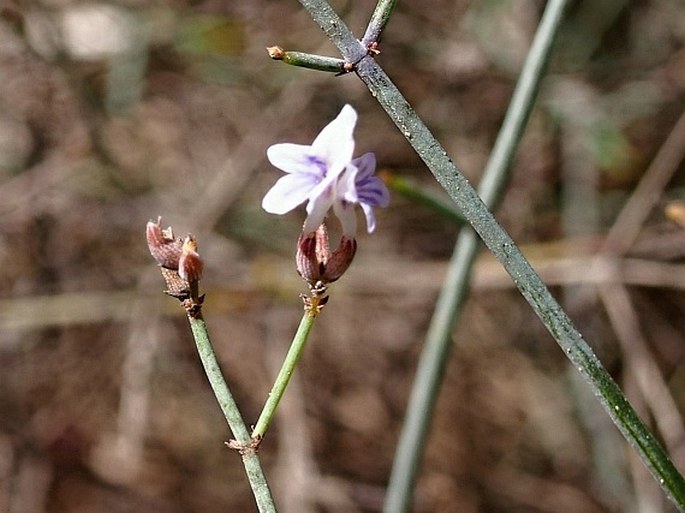 Lavandula hasikensis