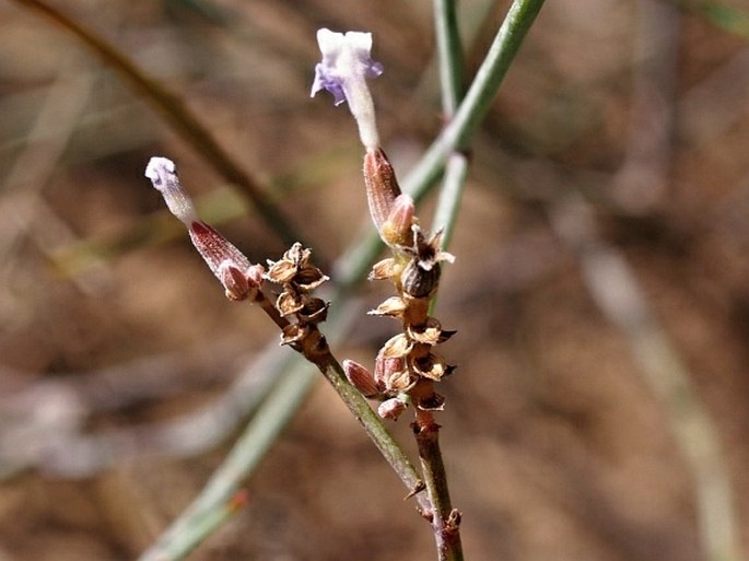 Lavandula hasikensis