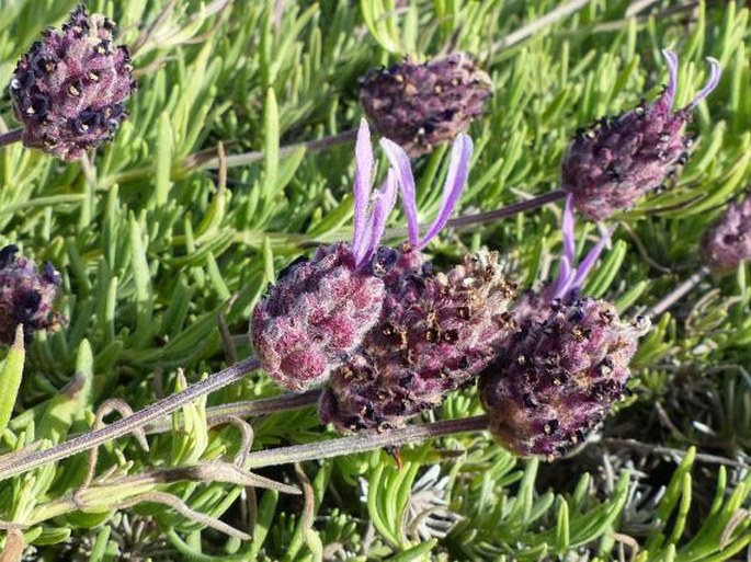 Lavandula pedunculata