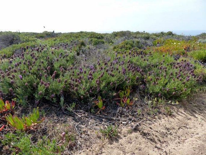 Lavandula pedunculata