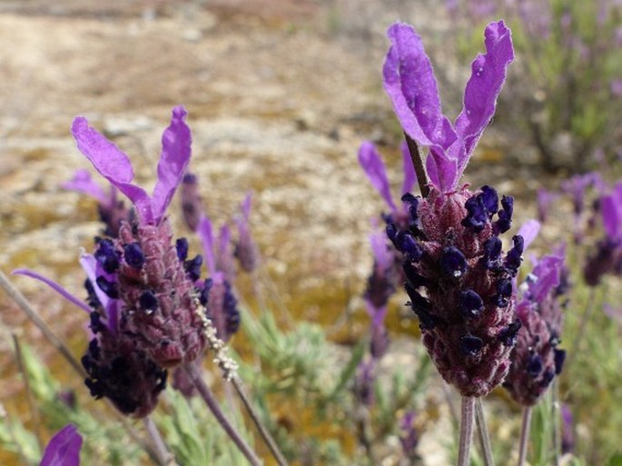 Lavandula pedunculata