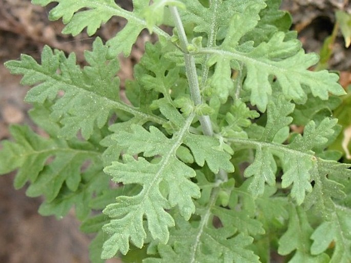 Lavandula dhofarensis