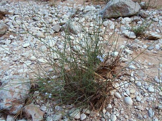 Lavandula subnuda